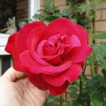 Decorque Red Rose Display - Greeting Cards